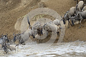 Wildebeest