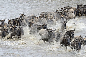 Wildebeest