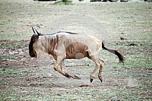 Wildebeest