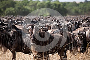 Wildebeest