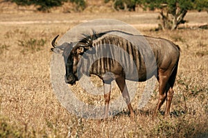 Wildebeest