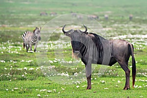 Wildebeest