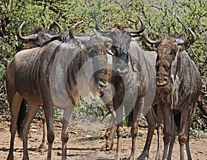 Wildebeest