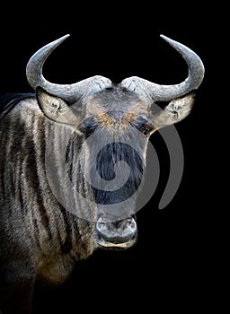 Wildebeest