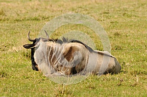Wildebeest