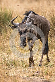 Wildebeest