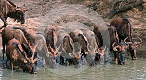 Wildebeest