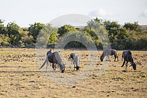 Wildebeest