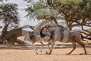 Wildebeest adult and wildebeest baby