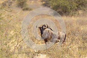 Wildebeest in African bush