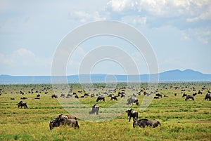 Wildebeest, african wildlife. Africa, Tanzania