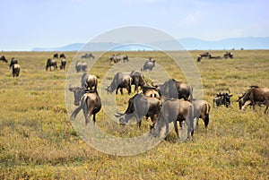 Wildebeest, african wildlife. Africa, Tanzania