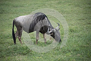 Wildebeest African wildlife also called gnus during great migration grazing in Serengeti of Tanzania, Africa