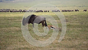 Wildebeest aka Gnu and Young Eland Antelope Together Eating Grass in Meadow