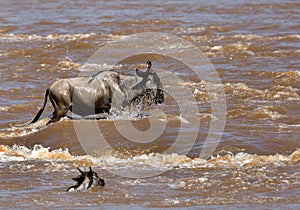 Wildebeest with her calf crossing the Mara river photo