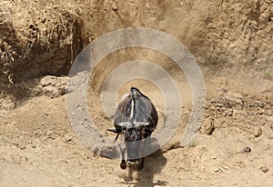 Wildebeest running down the scarpment of Mara river