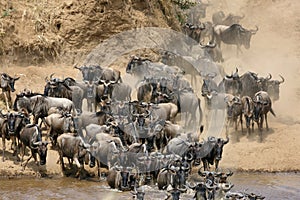 Wildebeest rushing to cross the Mara river photo