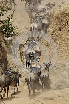 Wildebeests running away from Mara river photo