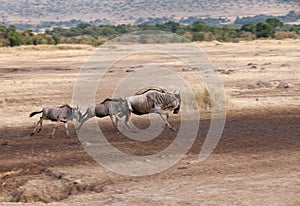 Wildebeests running on the bank of Mara River, Masai Mara photo