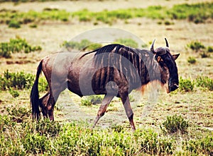 Wildebeest also called Gnu on African savannah