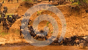Wildebeest - Amazing Herd of Antelopes Gnu Crosses the River, Africa, Wild Nature, Savanna