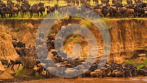 Wildebeest - Amazing Herd of Antelopes Gnu Crosses the River, Savanna, Africa, Wild Nature