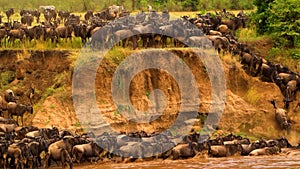 Wildebeest - Amazing Herd of Antelopes Gnu Goes to the River, Africa, Savanna, Wild Nature