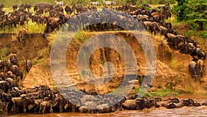 Wildebeest - Amazing Herd of Antelopes Gnu Goes to the River, Africa, Wild Nature, Savanna