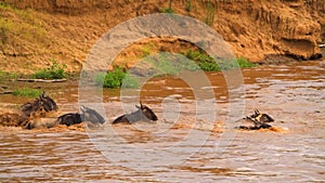 Wildebeest - Amazing Herd of Antelopes Gnu Swim Across the River, Africa, Wild Nature, Savanna
