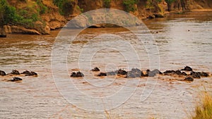 Wildebeest - Amazing Herd of Antelopes Gnu Swim Across the River, Wild Nature, Africa, Savanna