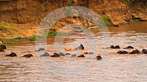 Wildebeest - Amazing Herd of Antelopes Gnu Swim Across the River, Wild Nature, Savanna, Africa