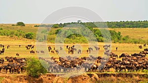 Wildebeest - Amazing Herd of Antelopes Gnu, Wild Nature, Wild Animal, Africa, Wildlife, Savanna