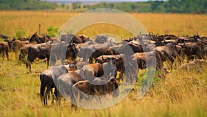 Wildebeest - Amazing Herd of Antelopes Gnu, Wild Nature, Wild Animal, Wildlife, Africa, Savanna