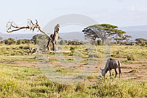 Wildebeest in Amboseli, Kenya