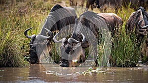 Wildebeest animals drinking water from a river in an open field in Masai Mara, Kenya