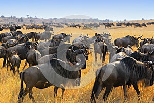 Wildebeest antelopes in the savannah