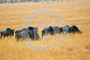 Wildebeest antelopes in the savannah