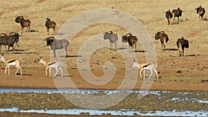 Wildebeest and antelopes at a waterhole