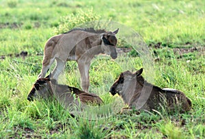 Wildebeest babies photo