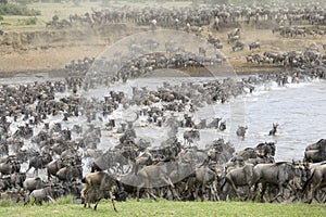 Wildebeest