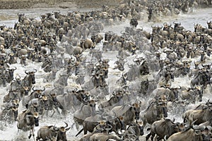 Wildebeest