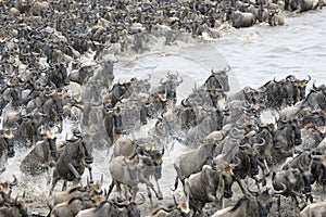 Wildebeest photo