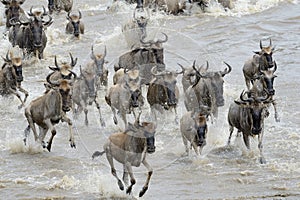 Wildebeest photo