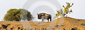 Wildebeest in Botswana, Africa