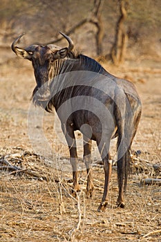 Wildebeest Bull