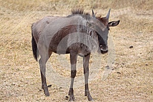 Wildebeest Calf