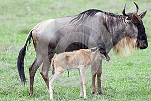 Wildebeest with calf (Connochaetes taurinus)