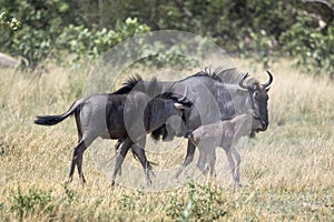 Wildebeest and calves in Botswana, Africa
