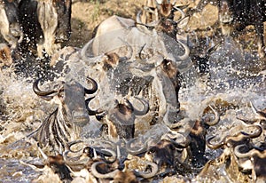 Wildebeest chaos while crossing Mara river