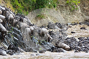 Wildebeest climbing a riverbank